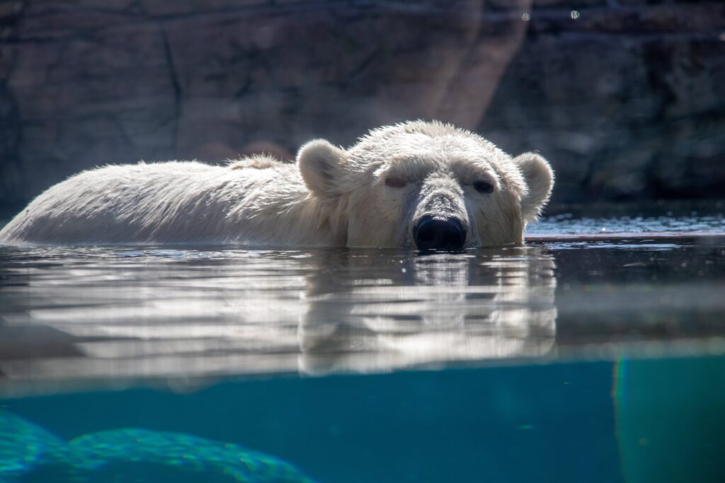 Discover 17 Amazing Zoos With Polar Bears