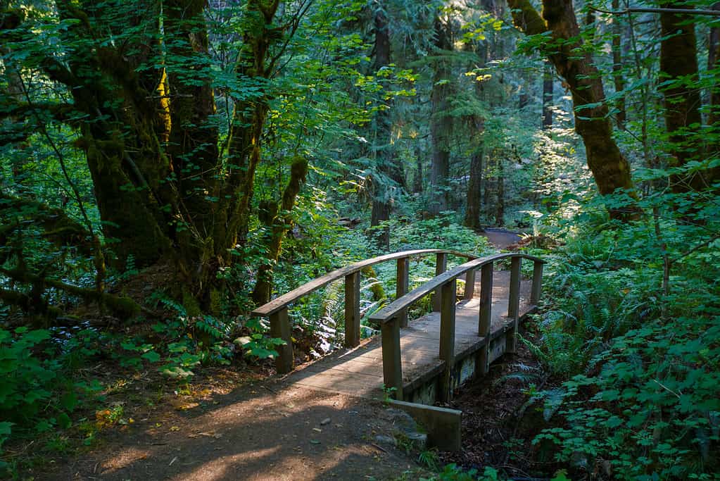 Meet the #1 Largest Landowner in All of Oregon