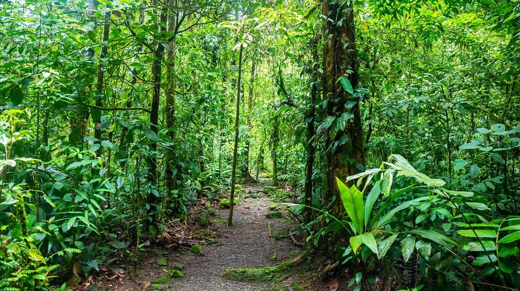 The 10 Best Places for Bird Watching in Costa Rica