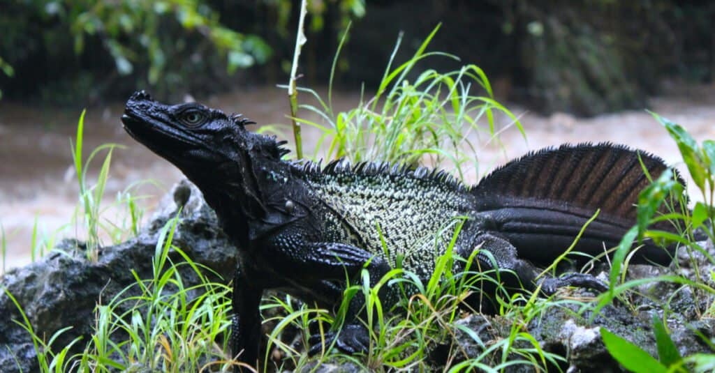 Were Dragons Real? Which Beasts Today Look Like Them?