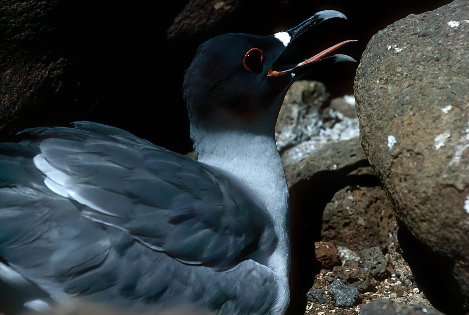 8 Wild Facts About the Swallow-Tailed Gull