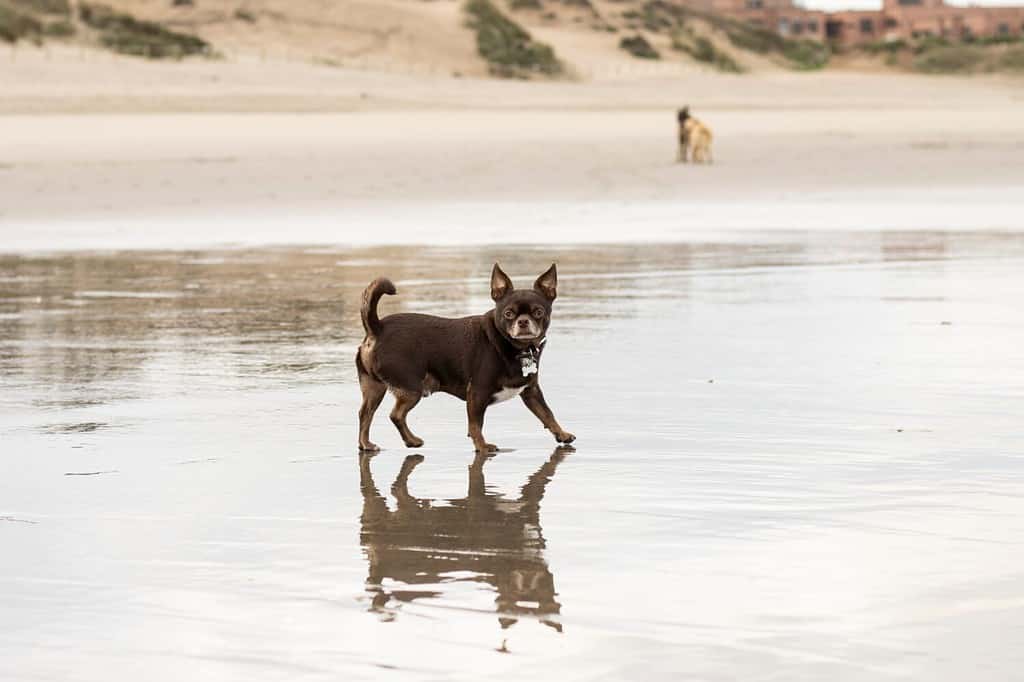 Chihuahua Exercise: Energy Level and How Much Activity They Need