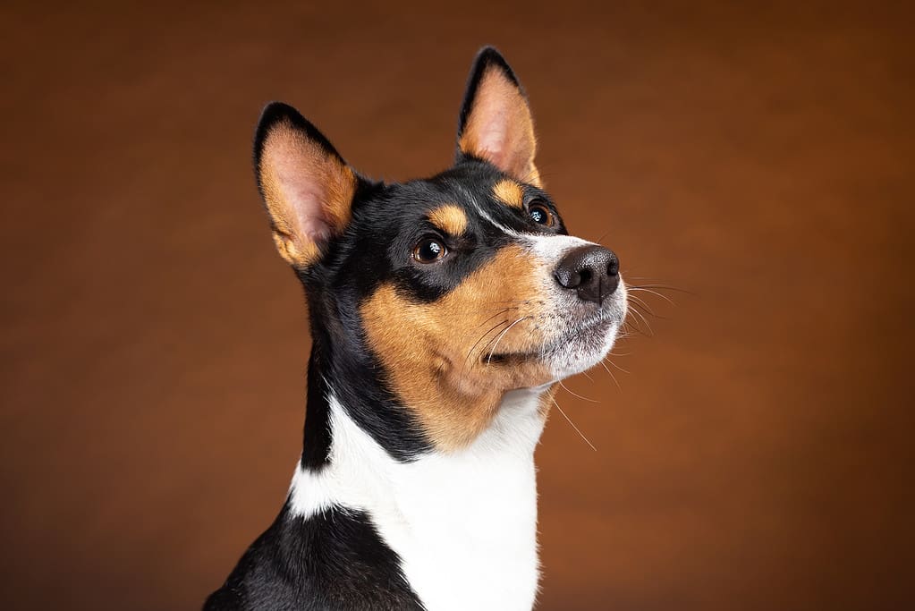 Basenji Colors: Rarest to Most Common