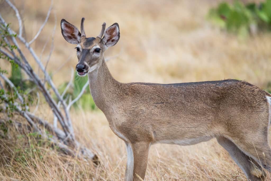 Hunting in Texas: 8 Great Public Hunting Lands