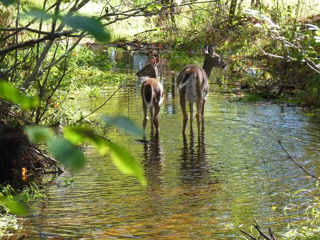 10 Reasons Louisiana Offers the Best Deer Hunting in the Country