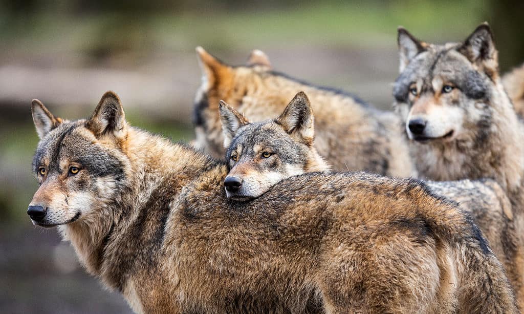 Watch as a Pack of Wolves Charges Hundreds of Elk Down a Mountain Side