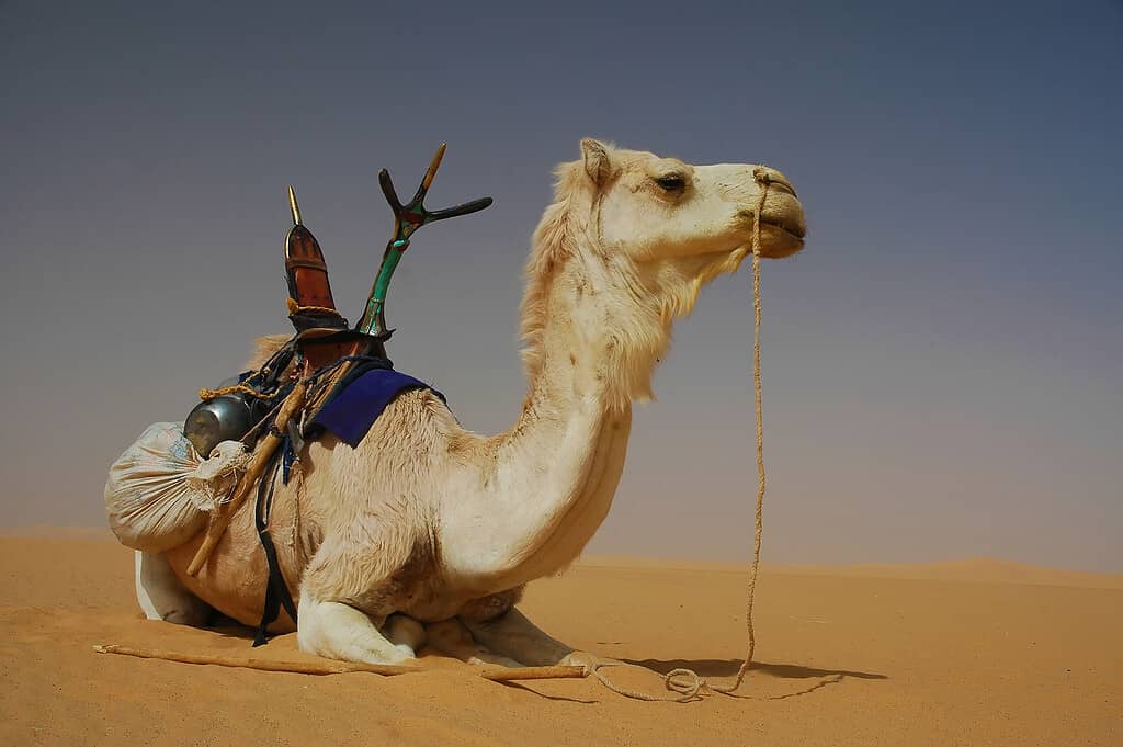 12 Mind-Blowing Facts About the Sahara Desert