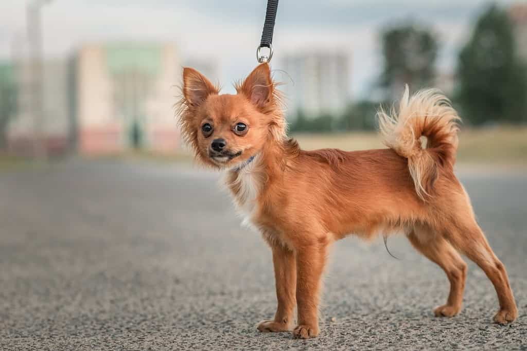 Chihuahua Exercise: Energy Level and How Much Activity They Need