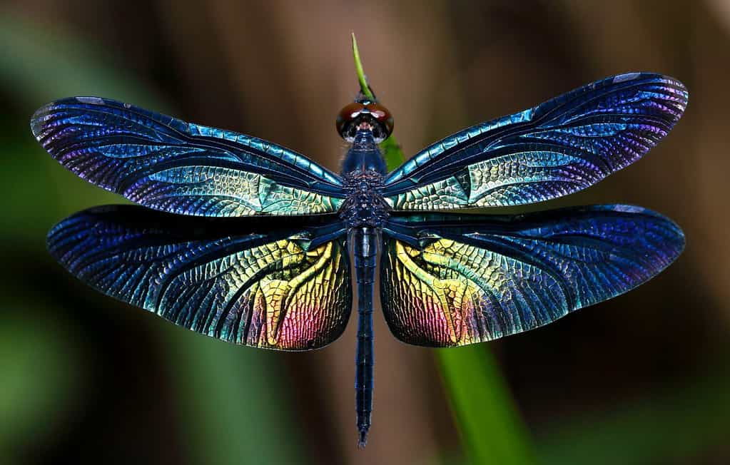 Black Dragonfly: Spiritual Meaning and Symbolism