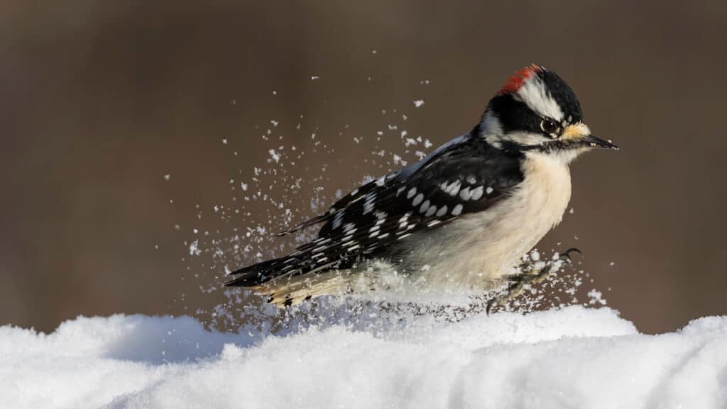 9 Woodpeckers in Virginia (Pictures, ID Guide, and Locations)