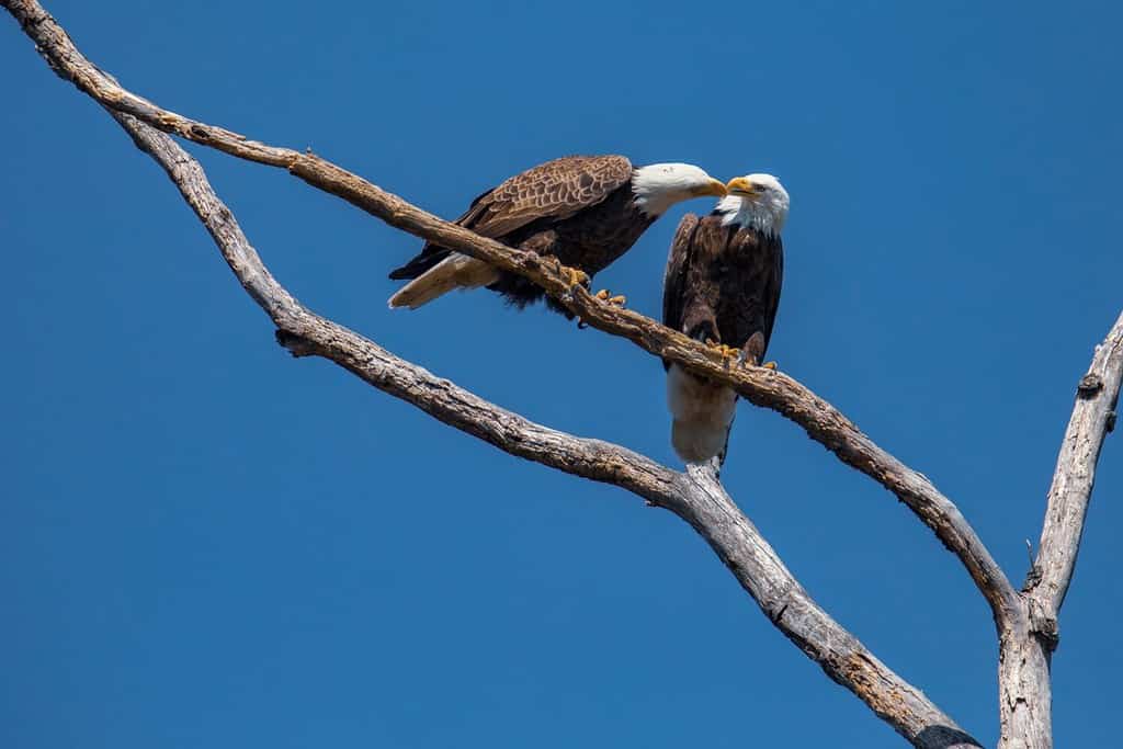 The 5 Best Places and Times to See Bald Eagles in Virginia