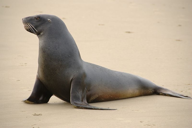 Where Do Sea Lions Live? The 5 Most Common Locations Around the World