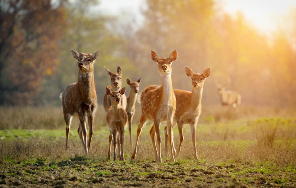 10 Reasons Louisiana Offers the Best Deer Hunting in the Country