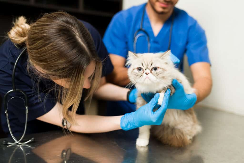 Prednisolone Dosage Chart for Cats: Risks, Side Effects, Dosage, and More