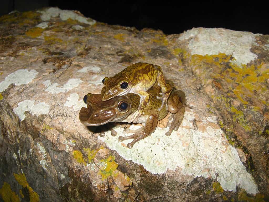 7 Weirdest Types of Frogs In the World