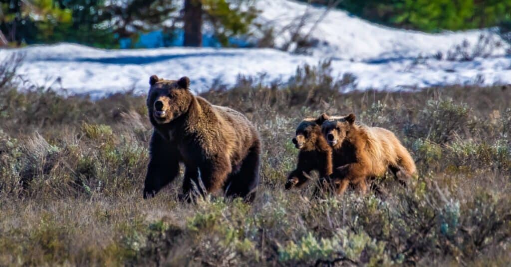 Watch These Grizzly Bear Triplets Stay on High Alert for Each Other While Mom Is Away