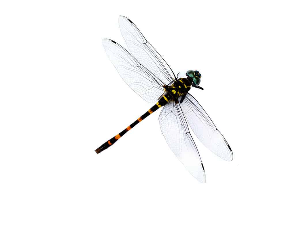 Black Dragonfly: Spiritual Meaning and Symbolism