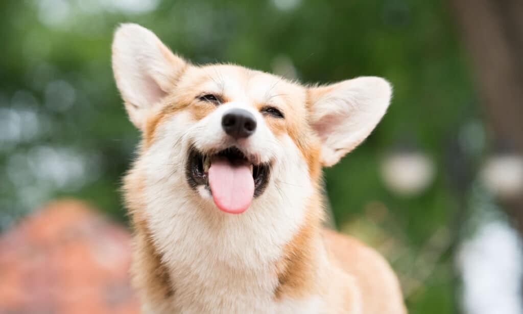 Are Pembroke Welsh Corgis the Most Troublesome Dogs? 6 Common Complaints About Them 