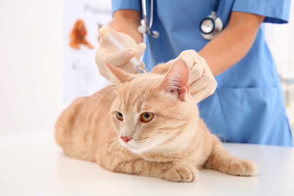 Prednisolone Dosage Chart for Cats: Risks, Side Effects, Dosage, and More