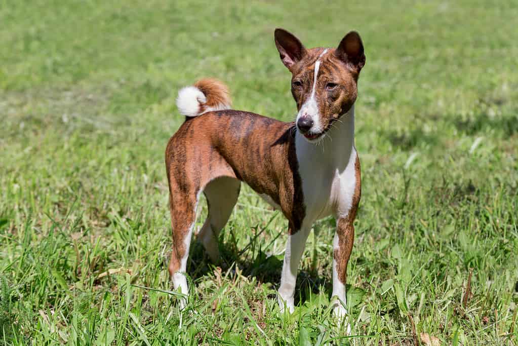 Basenji Colors: Rarest to Most Common