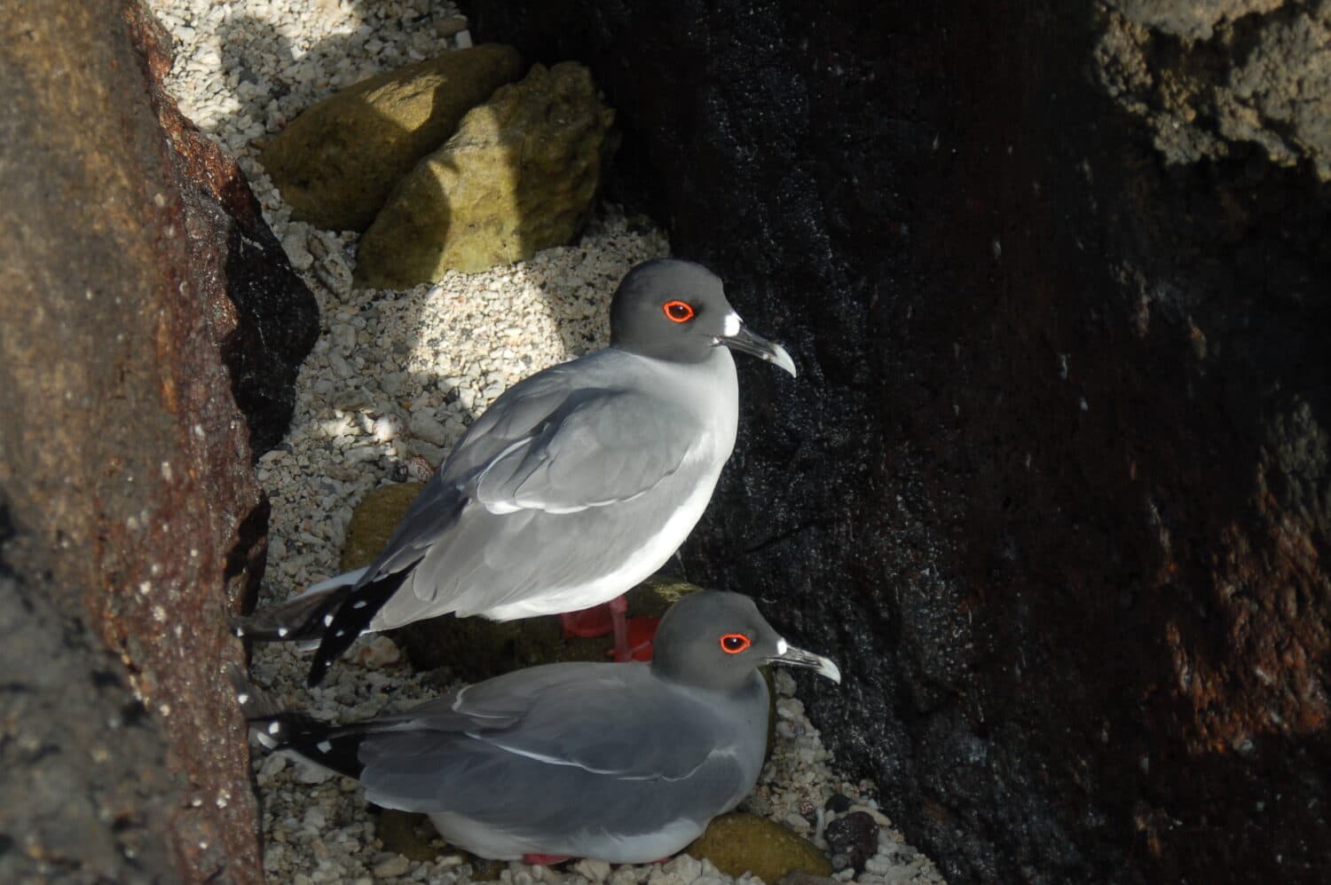 8 Wild Facts About the Swallow-Tailed Gull