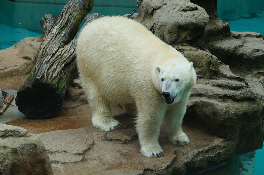 Discover 17 Amazing Zoos With Polar Bears