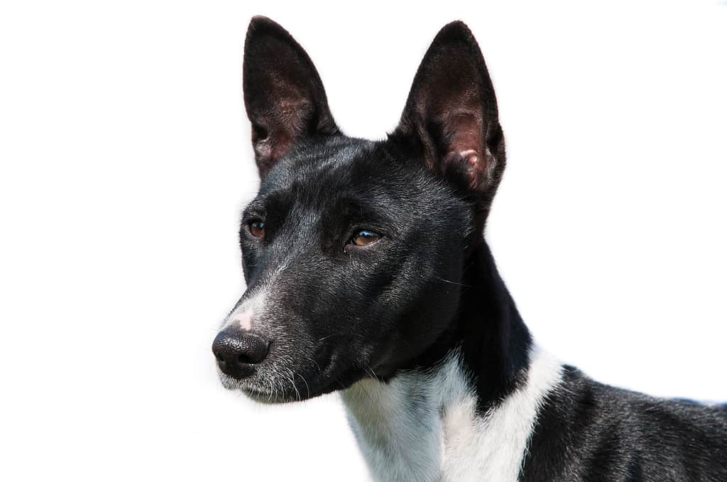 Basenji Colors: Rarest to Most Common