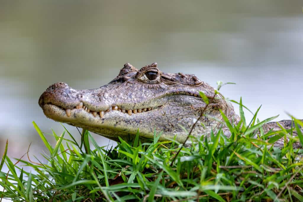 The 10 Best Places for Bird Watching in Costa Rica