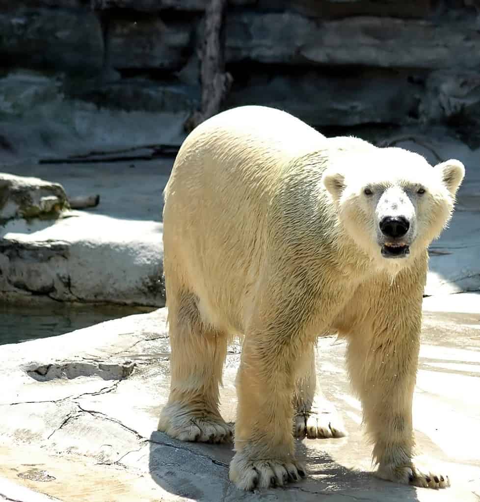 Discover 17 Amazing Zoos With Polar Bears