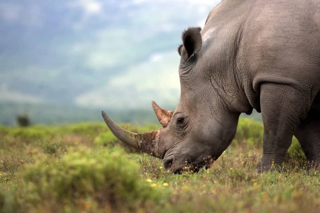 See an Adorable Baby Rhino Flex Its Little Muscles and Charge a Much Larger Safari Jeep