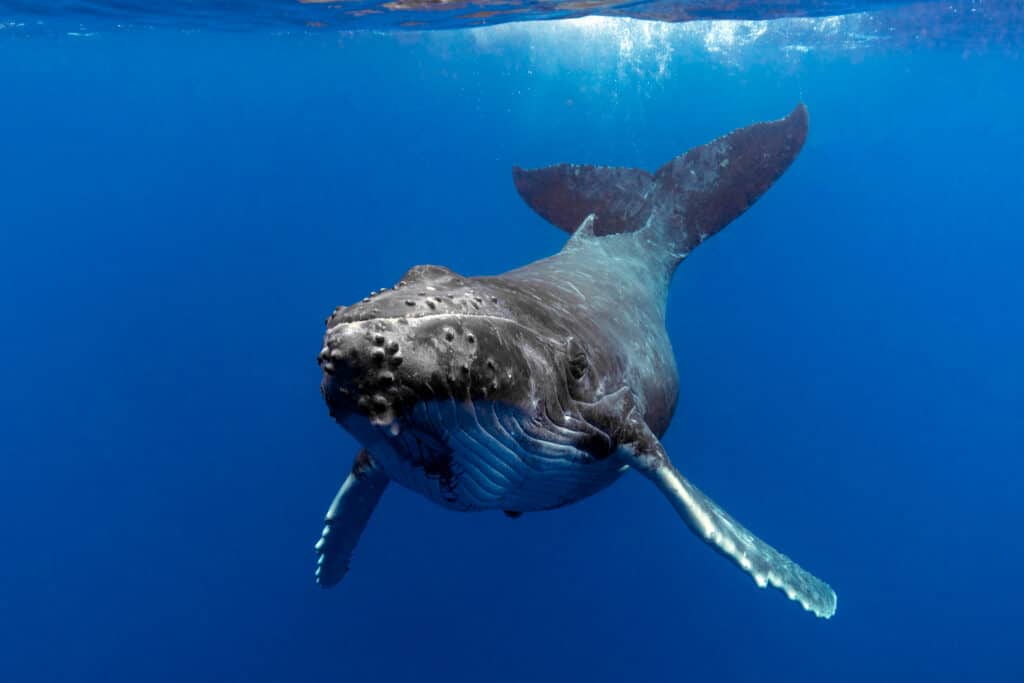 Watch 2 Humpback Whales Give the Performance of a Lifetime to a Tour Boat