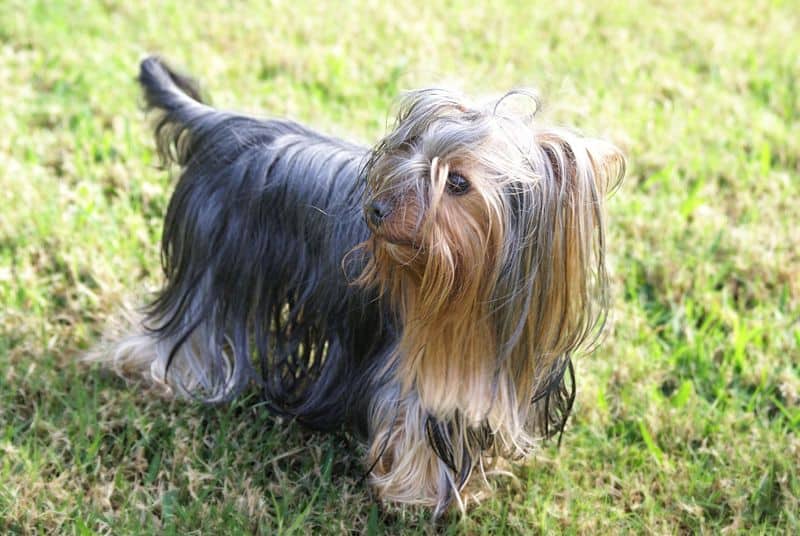 Yorkie Grooming Guide: How to Properly Groom a Yorkie