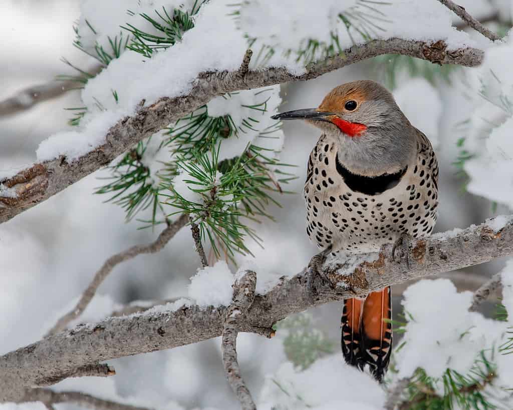 9 Woodpeckers in Virginia (Pictures, ID Guide, and Locations)