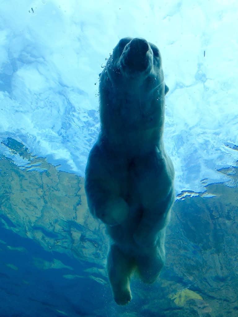 Discover 17 Amazing Zoos With Polar Bears