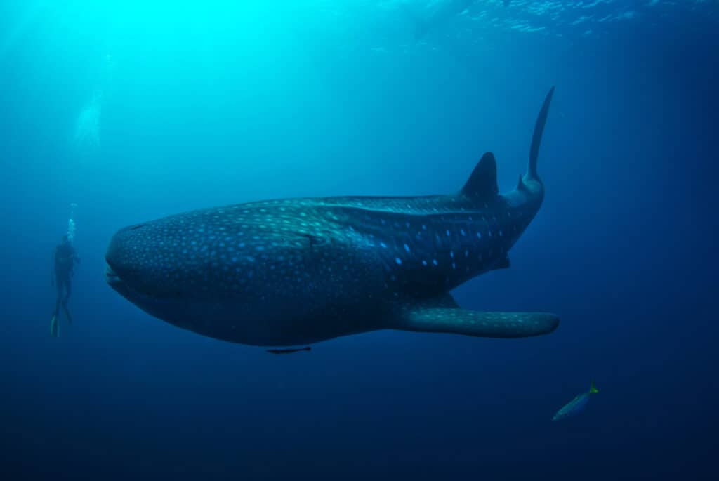 Unbelievably Large Whale Shark Cruises Between Divers Like a Spaceship From a Sci-Fi Film