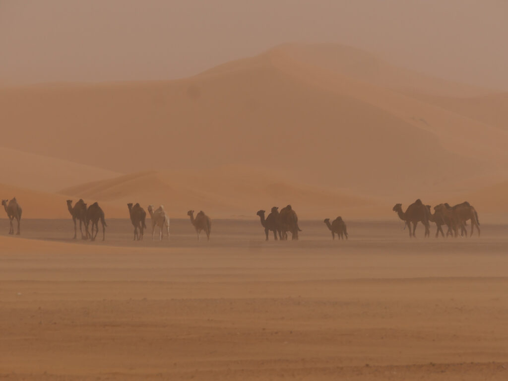 12 Mind-Blowing Facts About the Sahara Desert