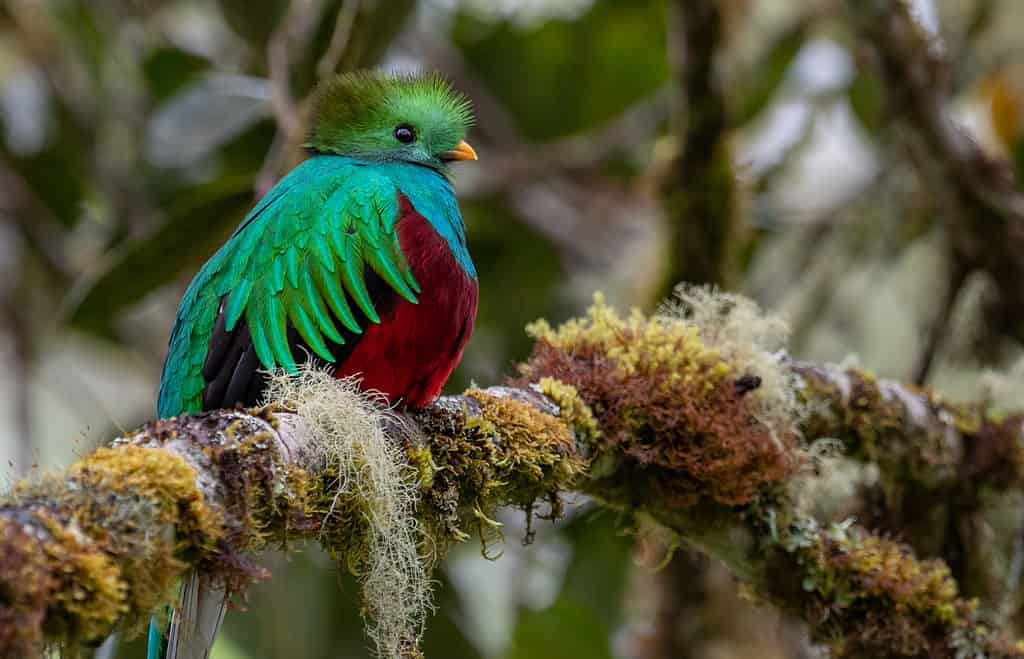 The 10 Best Places for Bird Watching in Costa Rica