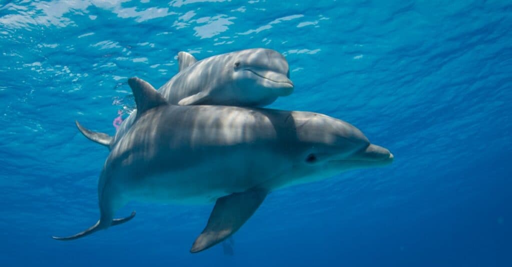 Dolphin Reproduction: How Do Dolphins Mate and Reproduce?