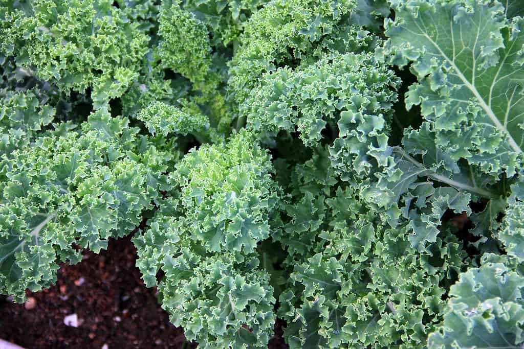 Explore the 13 Vegetables That Start With K