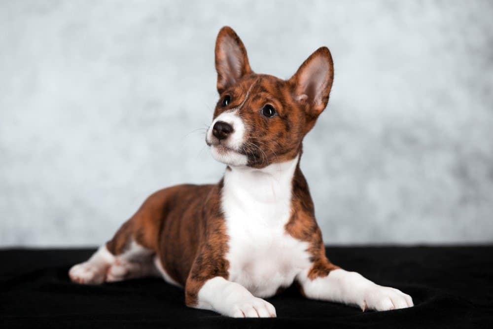 Basenji Colors: Rarest to Most Common