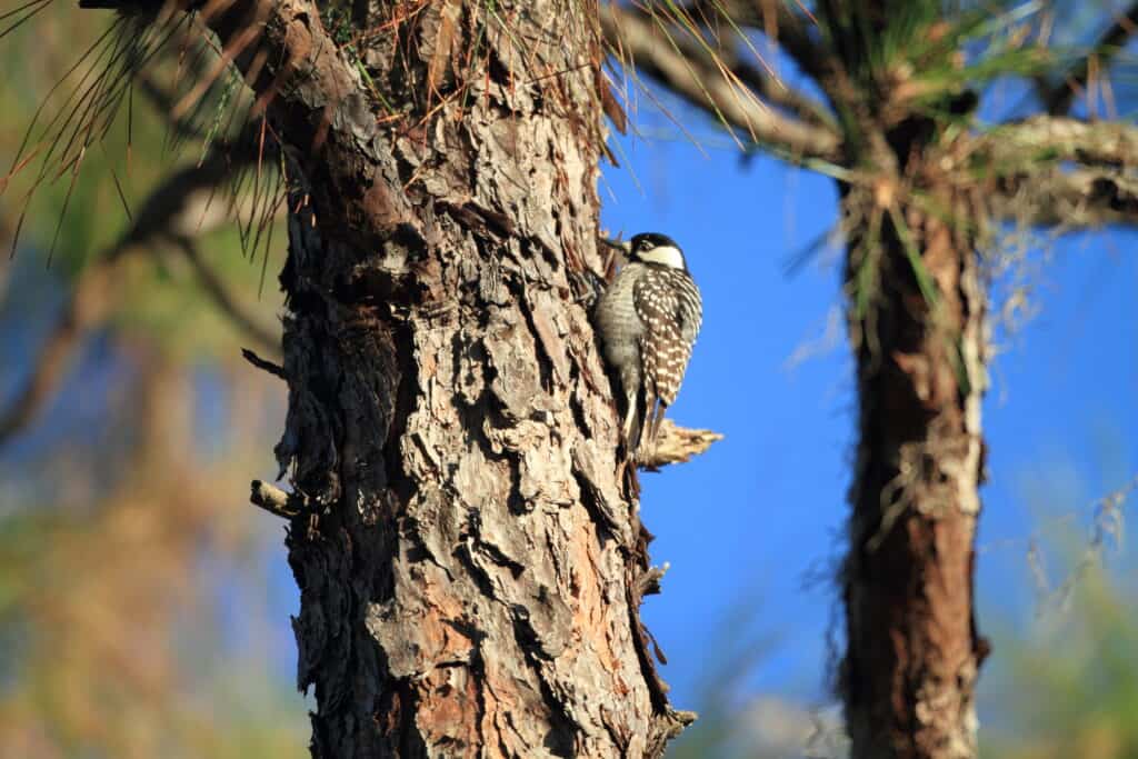 9 Woodpeckers in Virginia (Pictures, ID Guide, and Locations)