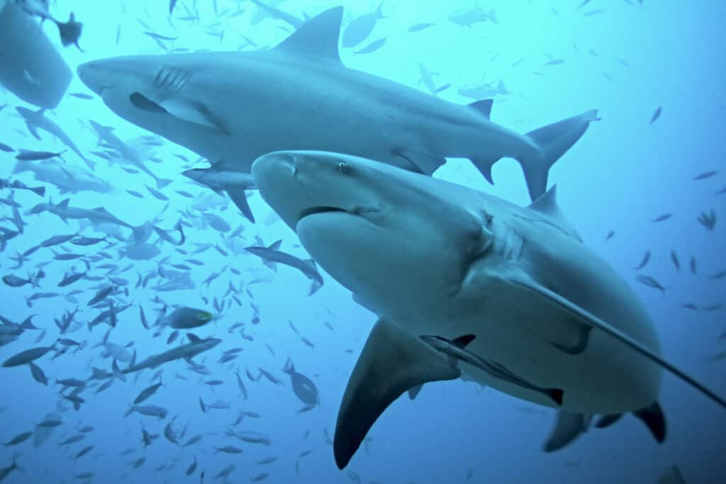 Discover 6 Most Terrifying Shark Attacks in Texas