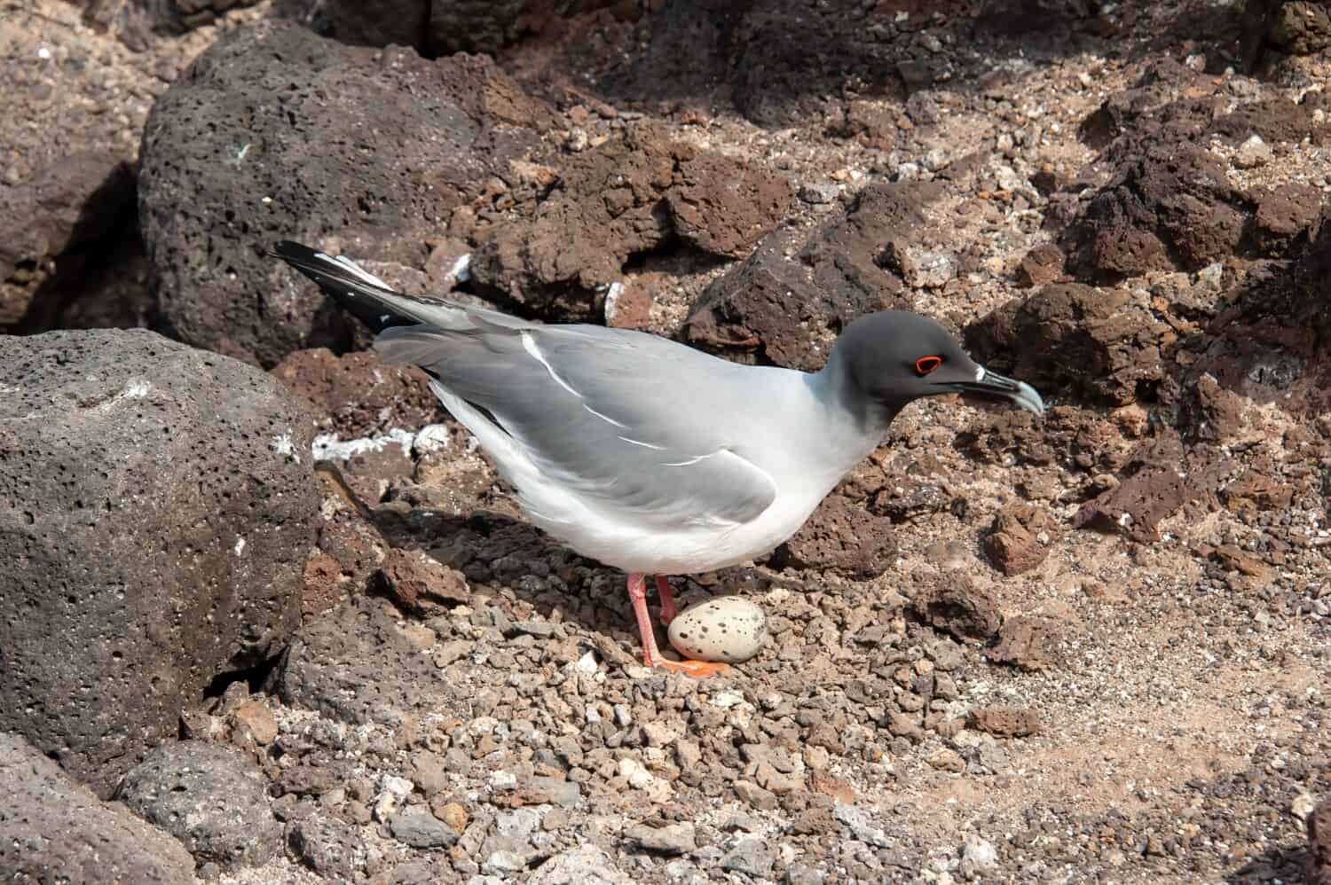 8 Wild Facts About the Swallow-Tailed Gull