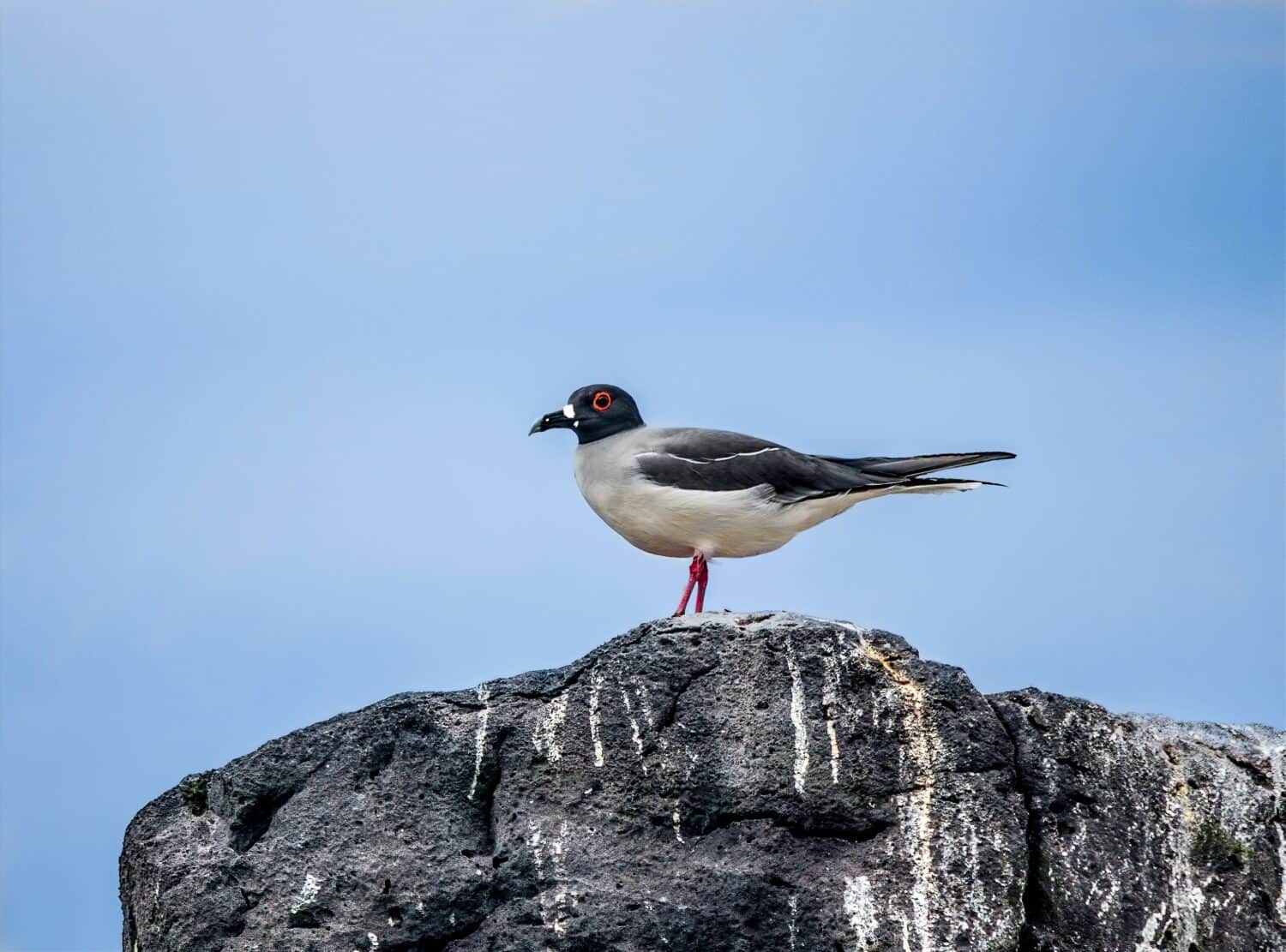 8 Wild Facts About the Swallow-Tailed Gull