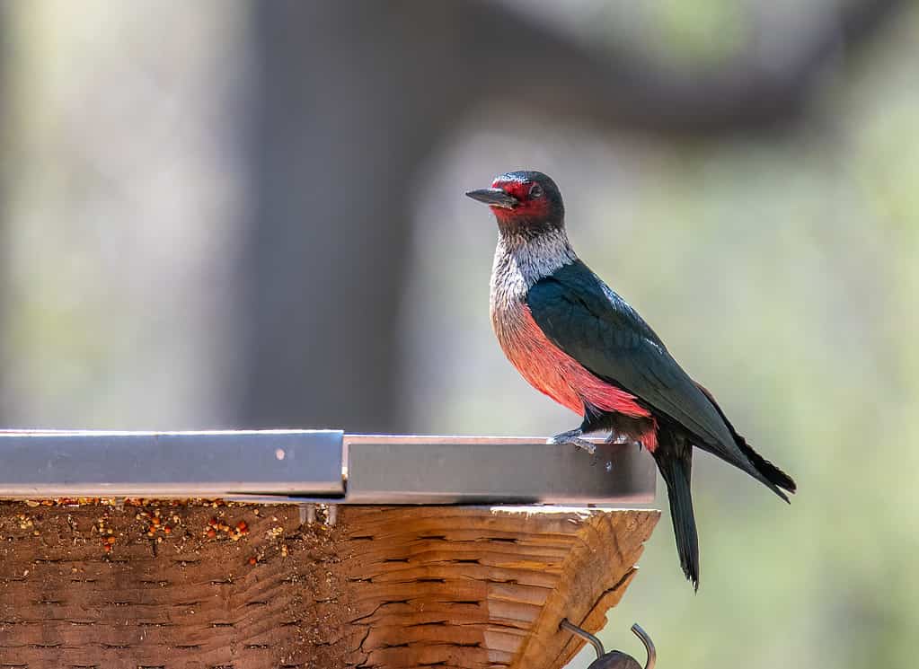 9 Woodpeckers in Virginia (Pictures, ID Guide, and Locations)