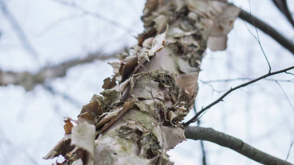 9 Reasons to Think Twice Before Planting a Birch Tree