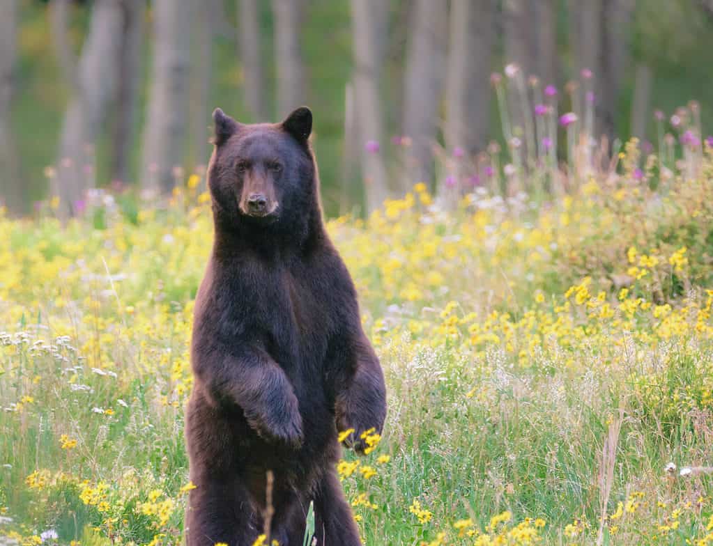 Woman Walks Out and Finds Bear Asleep in Her Front Yard