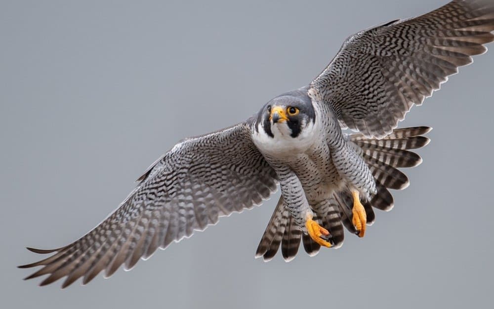 Discover the 5 Types of Falcons Found in California Skies