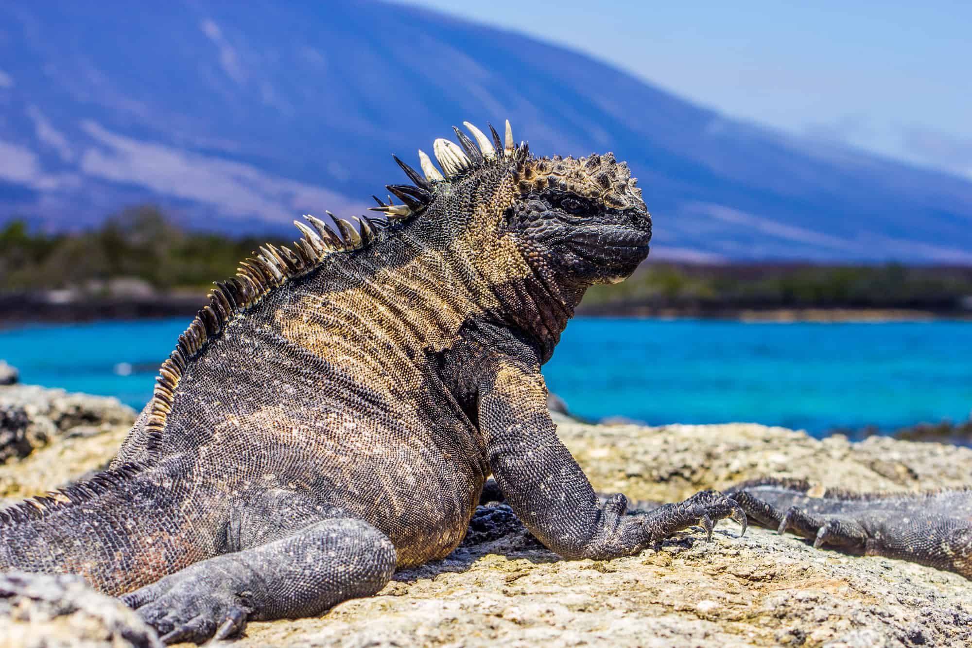 Were Dragons Real? Which Beasts Today Look Like Them?