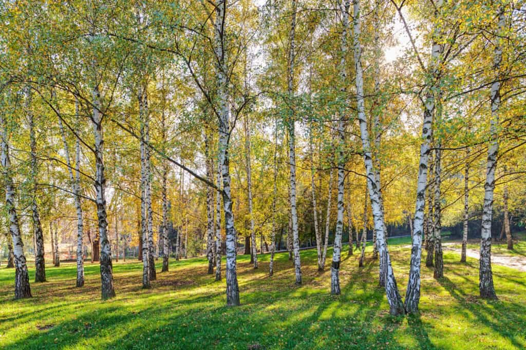 9 Reasons to Think Twice Before Planting a Birch Tree